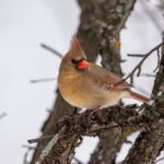 15063期双色球开奖结果公布:头奖花落谁家? 7hy751