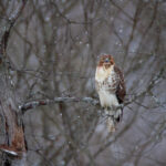 152873b开奖结果揭晓:最新中奖号码与开奖详情公布 a8ynnlpr6x